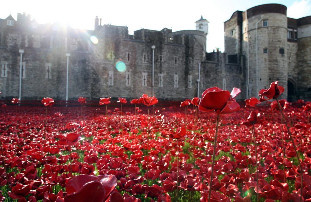 Poppies in the morning, image © John Shevlin and Historic Royal Palaces, 2nd September 2014.